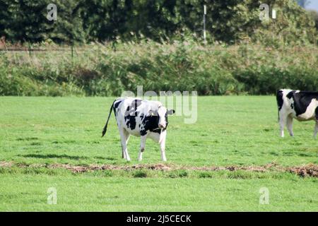 Weiß Rot von weißen schwarzen Frysian Holstein Kühen auf einer Wiese in den Niederlanden Stockfoto