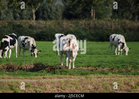 Weiß Rot von weißen schwarzen Frysian Holstein Kühen auf einer Wiese in den Niederlanden Stockfoto