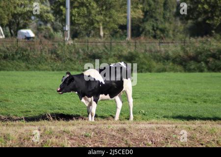 Weiß Rot von weißen schwarzen Frysian Holstein Kühen auf einer Wiese in den Niederlanden Stockfoto