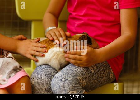 kleines Mädchen spielt mit Meerschweinchen auf Wiese Stockfoto
