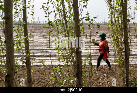 (220422) -- SHAWAN, 22. April 2022 (Xinhua) -- Ili Mehmet's Frau Hernipam Karban überprüft den Plastikmulch in ihrem Baumwollfeld in Shawan, der nordwestlichen Autonomen Region Xinjiang Uygur in China, am 19. April 2022. Ili Mehmet, 50, lebt in Shawan, einem großen Baumwollanbaugebiet in Xinjiang. Während der Aussaatsaison im Frühjahr wurden die landwirtschaftlichen Arbeiten hauptsächlich von angeheuerten mechanisierten Pflanzteams durchgeführt. Doch Ili Mehmet verbringt seine Freizeit immer noch in dem 700 mu (etwa 46,7 Hektar) großen Baumwollfeld, das er mit seinem Geschäftspartner Duan Zhizhong in Auftrag gegeben hat, um neue Pflanztechniken von anderen zu erlernen. Daneben Stockfoto
