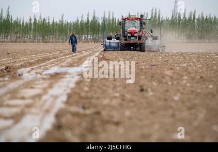 (220422) -- SHAWAN, 22. April 2022 (Xinhua) -- Ili Mehmet sieht zu, wie Arbeiter in seinem Baumwollfeld in Shawan, der nordwestlichen Autonomen Region Xinjiang Uygur, eine Sämaschine betreiben, 19. April 2022. Ili Mehmet, 50, lebt in Shawan, einem großen Baumwollanbaugebiet in Xinjiang. Während der Aussaatsaison im Frühjahr wurden die landwirtschaftlichen Arbeiten hauptsächlich von angeheuerten mechanisierten Pflanzteams durchgeführt. Doch Ili Mehmet verbringt seine Freizeit immer noch in dem 700 mu (etwa 46,7 Hektar) großen Baumwollfeld, das er mit seinem Geschäftspartner Duan Zhizhong in Auftrag gegeben hat, um neue Pflanztechniken von anderen zu erlernen. Neben der Arbeit im Stockfoto