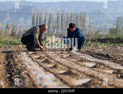 (220422) -- SHAWAN, 22. April 2022 (Xinhua) -- Ili Mehmet (R) und Duan Zhizhong arbeiten im Baumwollfeld in Shawan, der Autonomen Region Xinjiang Uygur im Nordwesten Chinas, am 16. April 2022. Ili Mehmet, 50, lebt in Shawan, einem großen Baumwollanbaugebiet in Xinjiang. Während der Aussaatsaison im Frühjahr wurden die landwirtschaftlichen Arbeiten hauptsächlich von angeheuerten mechanisierten Pflanzteams durchgeführt. Doch Ili Mehmet verbringt seine Freizeit immer noch in dem 700 mu (etwa 46,7 Hektar) großen Baumwollfeld, das er mit seinem Geschäftspartner Duan Zhizhong in Auftrag gegeben hat, um neue Pflanztechniken von anderen zu erlernen. Neben der Arbeit in der Baumwollfi Stockfoto