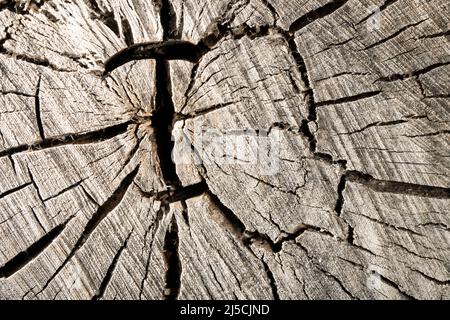 Abstrakte Baumstumpf-Textur, altes Crack-Holz Stockfoto