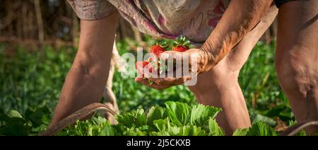 Eine ältere Bäuerin sammelt eine Ernte von reifen Erdbeeren. Eine Handvoll Beeren in den Händen. Ernte frischer Bio-Erdbeeren. Han des Bauern Stockfoto