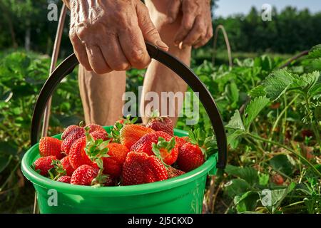 Ein Eimer mit frisch gepflückten Erdbeeren in der Hand eines Bauern. Ernte frischer Bio-Erdbeeren. Erdbeersträucher Stockfoto