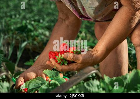 Eine ältere Bäuerin sammelt eine Ernte von reifen Erdbeeren. Eine Handvoll Beeren in den Händen. Ernte frischer Bio-Erdbeeren. Han des Bauern Stockfoto