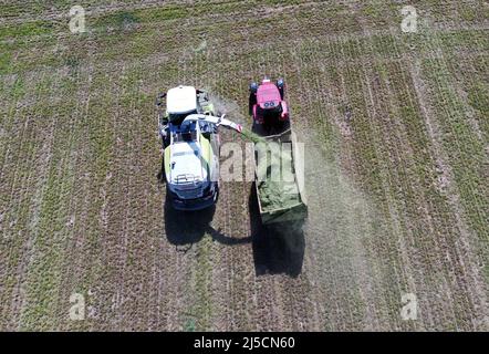 Müncheberg, DEU, 02.06.2020 - Luftaufnahme der Futterernte auf dem Biobauernhof Jahnsfeld. Eine Futtererntemaschine transportiert das gehackte Futtergras in einen gehackten Futtertransportwagen. [Automatisierte Übersetzung] Stockfoto