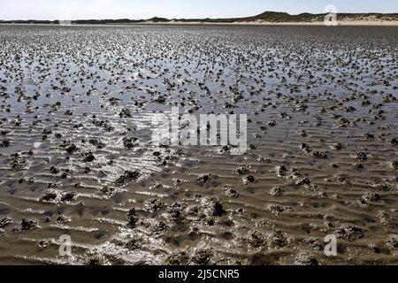 Norddorf, DEU, 16.06.2020 - Watt auf der Insel Amrum. In Schleswig-Holstein sind zahlreiche Erholungen in der Koronakrise in Kraft getreten. Nach dem Ende der Sperre dürfen Urlauber wieder auf die nordfriesischen Inseln reisen. [Automatisierte Übersetzung] Stockfoto