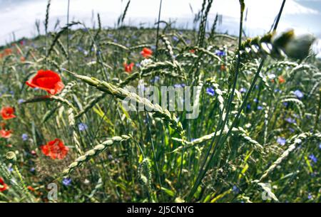 Muencheberg, DEU, 20.05.2020 - Feld mit dink, Maismohn und blauen Kornblumen des Jahnsfelder Biolandhofs in Muencheberg, Brandenburg. [Automatisierte Übersetzung] Stockfoto