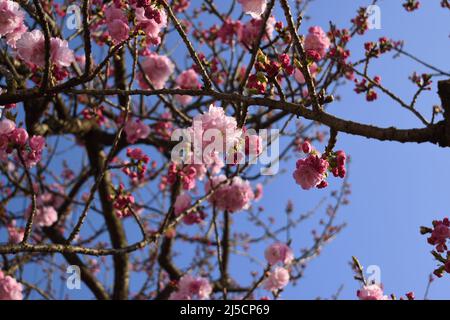 Zweige und Knospen der doppelten Kirschblüte, auch bekannt als yae zakura, eine Art von Sakura mit mehreren Schichten von Blütenblättern, in voller Blüte, Japan Stockfoto