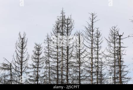 Oderbrück, DEU, 19.07.2020 - Tote Fichten, verursacht durch Befall durch Rindenkäfer. Die grauen Silhouetten toter Fichten ragen in den Himmel oder liegen wild übereinander. Aber obwohl viele tote Bäume zu sehen sind, ist dieser Wald so lebendig und dynamisch wie selten zuvor. Im Nationalpark Harz werden Rindenkäfer nicht bekämpft. Sie helfen, ehemals bewirtschaftete Wälder wieder in natürliche, wilde Wälder mit unterschiedlichen Strukturen zu verwandeln. [Automatisierte Übersetzung] Stockfoto