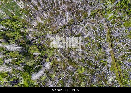 Oderbrück, DEU, 19.07.2020 - Luftaufnahme von toten Fichten, wegen Rindenkäferbefall. Die grauen Silhouetten toter Fichten erheben sich in den Himmel oder liegen wild übereinander. Aber obwohl viele tote Bäume zu sehen sind, ist dieser Wald so lebendig und dynamisch wie selten zuvor. Im Nationalpark Harz werden Rindenkäfer nicht bekämpft. Sie helfen, ehemals bewirtschaftete Wälder wieder in natürliche, wilde Wälder mit unterschiedlichen Strukturen zu verwandeln. [Automatisierte Übersetzung] Stockfoto