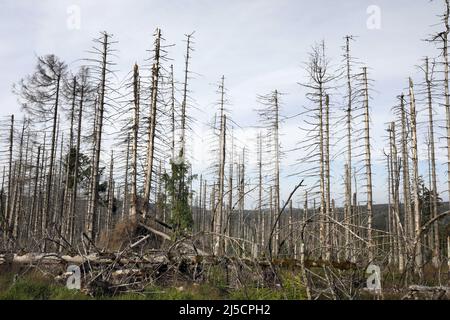 Oderbrück, DEU, 19.07.2020 - Tote Fichten, verursacht durch Befall von Rindenkäfern. Die grauen Silhouetten toter Fichten ragen in den Himmel oder liegen wild übereinander. Aber obwohl viele tote Bäume zu sehen sind, ist dieser Wald so lebendig und dynamisch wie selten zuvor. Im Nationalpark Harz werden Rindenkäfer nicht bekämpft. Sie helfen, ehemals bewirtschaftete Wälder wieder in natürliche, wilde Wälder mit unterschiedlichen Strukturen zu verwandeln. [Automatisierte Übersetzung] Stockfoto