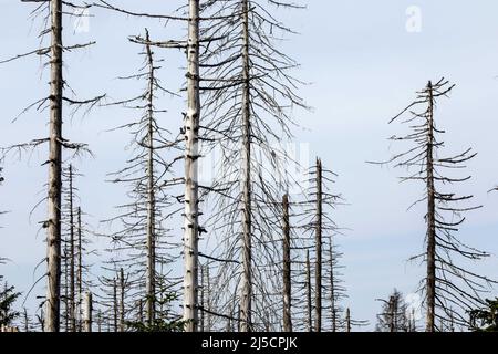 Oderbrück, DEU, 19.07.2020 - Tote Fichten, verursacht durch Befall durch Rindenkäfer. Die grauen Silhouetten toter Fichten ragen in den Himmel oder liegen wild übereinander. Aber obwohl viele tote Bäume zu sehen sind, ist dieser Wald so lebendig und dynamisch wie selten zuvor. Im Nationalpark Harz werden Rindenkäfer nicht bekämpft. Sie helfen, ehemals bewirtschaftete Wälder wieder in natürliche, wilde Wälder mit unterschiedlichen Strukturen zu verwandeln. [Automatisierte Übersetzung] Stockfoto