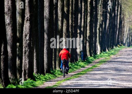 Leer, Deutschland. 22. April 2022. Ein Mann fährt bei sonnigem Wetter mit dem Fahrrad durch eine Allee am Schloss Evenburg im Stadtteil Loga. Quelle: Hauke-Christian Dittrich/dpa/Alamy Live News Stockfoto