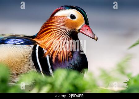 Leer, Deutschland. 22. April 2022. Eine männliche Mandarinente sitzt auf einer Wiese in der Nähe von Schloss Evenburg im Bezirk Loga. Quelle: Hauke-Christian Dittrich/dpa/Alamy Live News Stockfoto