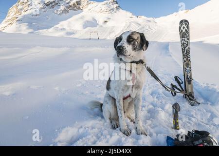 Ein Lawinenhund wartet auf seine Mission auf dem Zugspitzplatt bei einer Übung der Bergrettung, Zugspitze, Lawinen, Bergrettung, Bergrettung, bayern, Suchhund [automatisierte Übersetzung] Stockfoto