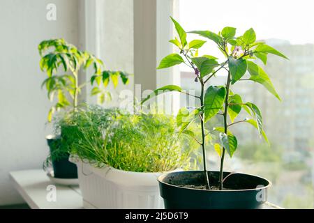 Paprika zu Hause im Topf anbauen. Keimling aus nächster Nähe. Anbau von Gemüse auf Fensterbank. Gartenarbeit im Haus. Stockfoto