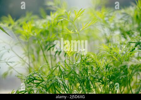 Grüner junger Dill aus der Nähe. Würzige Microgreens zu Hause am Fenster anbauen. Gewürze zum Kochen. Gartenarbeit im Haus. Stockfoto