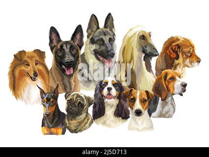 Set von bunten realistischen Vektor-Porträts von verschiedenen Hunderassen. Vektor-isolierte Illustration. Horizontales Banner auf weißem Hintergrund. Zum Drucken, d Stock Vektor