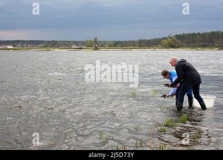 Brandenburg, Deutschland. 22. April 2022. 22. April 2022, Brandenburg, Angermünde/Ot Criewen: Jörg-Andreas Krüger (l.), NABU-Präsident, und Jörn Geßner (r.), Wissenschaftler und Koordinator des Wiedereinführungsprogramms am Leibniz-Institut für Gewässerökologie und Binnenfischerei (IGB), haben im Nationalpark Unteres oder in der Nähe des Aussichtsturms Stützkow jungen Stör ins Wasser der oder gebracht. Das NABU-Zentrum Blumberger Mühle hat zusammen mit dem Leibniz-Institut für Gewässerökologie und Binnenfischerei (IGB) und dem Teichmanagement Blumberger Teiche rund 500 junge Baltische Tiere veröffentlicht Stockfoto