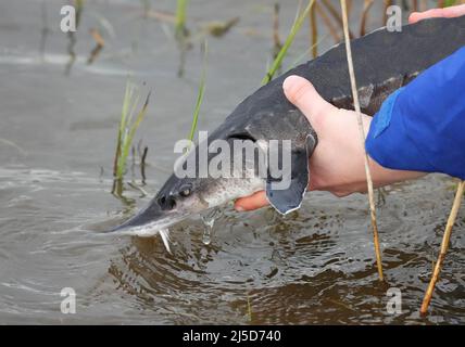 Brandenburg, Deutschland. 22. April 2022. 22. April 2022, Brandenburg, Angermünde/OT Criewen: Ein NABU-Mitarbeiter platziert einen jungen Stör im Wasser der oder in der Nähe des Aussichtsturms Stützkow im Nationalpark Unterodertal. Das NABU-Zentrum Blumberger Mühle hat zusammen mit dem Leibniz-Institut für Gewässerökologie und Binnenfischerei (IGB) und dem Teichmanagement Blumberger Teiche etwa 500 junge Baltische Störe in die oder entlassen. Der Stör-Strumpf im Grenzfluss findet seit 15 Jahren statt, und die Bemühungen, Störe in die Flüsse in Deutschland wieder einzuführen, haben Biene Stockfoto