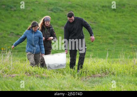 Brandenburg, Deutschland. 22. April 2022. 22. April 2022, Brandenburg, Angermünde/OT Criewen: Helfer bringen jungen Stör in einer Plastikwanne an das Ufer der oder im Nationalpark Unterodertal nahe dem Stützkower Aussichtsturm. Das NABU-Zentrum Blumberger Mühle hat zusammen mit dem Leibniz-Institut für Gewässerökologie und Binnenfischerei (IGB) und dem Teichmanagement Blumberger Teiche rund 500 junge Baltische Störe in die oder entlassen. Der Stör-Strumpf im Grenzfluss findet seit 15 Jahren statt, und die Bemühungen, Stör in den Flüssen in Deutschland wieder einzuführen, haben es bereits gegeben Stockfoto