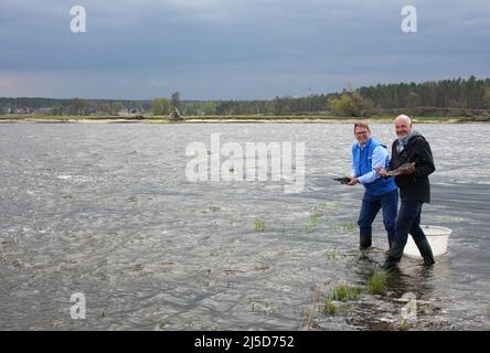 Brandenburg, Deutschland. 22. April 2022. 22. April 2022, Brandenburg, Angermünde/Ot Criewen: Jörg-Andreas Krüger (l.), NABU-Präsident, und Jörn Geßner (r.), Wissenschaftler und Koordinator des Wiedereinführungsprogramms am Leibniz-Institut für Gewässerökologie und Binnenfischerei (IGB), haben im Nationalpark Unteres oder in der Nähe des Aussichtsturms Stützkow jungen Stör ins Wasser der oder gebracht. Das NABU-Zentrum Blumberger Mühle hat zusammen mit dem Leibniz-Institut für Gewässerökologie und Binnenfischerei (IGB) und dem Teichmanagement Blumberger Teiche rund 500 junge Baltische Tiere veröffentlicht Stockfoto