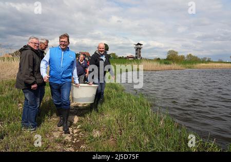 Brandenburg, Deutschland. 22. April 2022. 22. April 2022, Brandenburg, Angermünde/OT Criewen: Jörg-Andreas Krüger (m), NABU-Präsident, Und Jörn Geßner (r), Wissenschaftler und Koordinator des Wiedereinführungsprogramms am Leibniz-Institut für Gewässerökologie und Binnenfischerei (IGB), bringen jungen Stör in einer Plastikwanne an die Ufer der oder im Nationalpark Unteres oder nahe dem Aussichtsturm Stützkow. Das NABU-Zentrum Blumberger Mühle, zusammen mit dem Leibniz-Institut für Gewässerökologie und Binnenfischerei (IGB) und dem Teichmanagement Blumberger Teiche, veröffentlichte über Stockfoto