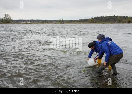 Brandenburg, Deutschland. 22. April 2022. 22. April 2022, Brandenburg, Angermünde/OT Criewen: Zwei NABU-Mitarbeiter platzieren im Nationalpark Unterodertal in einem Kunststoffbehälter im Wasser der oder in der Nähe des Aussichtsturms Stützkow einen jungen Stör. Das NABU-Zentrum Blumberger Mühle hat zusammen mit dem Leibniz-Institut für Gewässerökologie und Binnenfischerei (IGB) und dem Teichmanagement Blumberger Teiche rund 500 junge Baltische Störe in die oder entlassen. Der Stör-Strumpf im Grenzfluss findet seit 15 Jahren statt, und die Bemühungen, Stör in den Flüssen in Germa wieder einzuführen Stockfoto