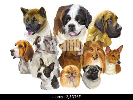 Große Reihe von bunten realistischen Vektor-Porträts von verschiedenen Hunderassen. Vektor-isolierte Illustration. Horizontales Banner auf weißem Hintergrund. Für Prin Stock Vektor