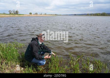 Brandenburg, Deutschland. 22. April 2022. 22. April 2022, Brandenburg, Angermünde/OT Criewen: Michael Tautenhahn, stellvertretender Leiter des Nationalparks Unterodertal, misst die Wassertemperatur der oder in der Nähe des Stützkower Aussichtsturms bei 15 Grad Celsius. Das NABU-Zentrum Blumberger Mühle hat zusammen mit dem Leibniz-Institut für Gewässerökologie und Binnenfischerei (IGB) und dem Blumberger Teiche-Teichhof etwa 500 junge Baltische Störe in die oder entlassen. Der Stör-Strumpf im Grenzfluss findet seit 15 Jahren statt und die Bemühungen, das Sturgeo wieder einzuführen Stockfoto