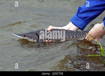 Brandenburg, Deutschland. 22. April 2022. 22. April 2022, Brandenburg, Angermünde/OT Criewen: Ein NABU-Mitarbeiter platziert einen jungen Stör im Wasser der oder in der Nähe des Aussichtsturms Stützkow im Nationalpark Unterodertal. Das NABU-Zentrum Blumberger Mühle hat zusammen mit dem Leibniz-Institut für Gewässerökologie und Binnenfischerei (IGB) und dem Teichmanagement Blumberger Teiche etwa 500 junge Baltische Störe in die oder entlassen. Der Stör-Strumpf im Grenzfluss findet seit 15 Jahren statt, und die Bemühungen, Störe in die Flüsse in Deutschland wieder einzuführen, haben Biene Stockfoto