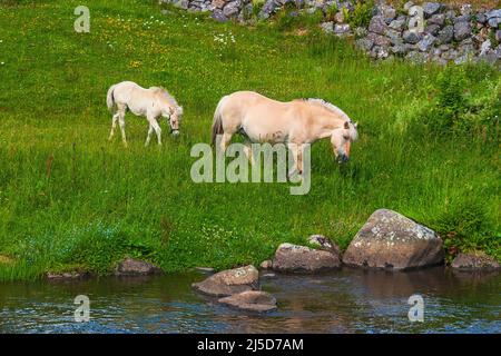 Fjordpferde auf einer Wiese an einem Fluss Stockfoto