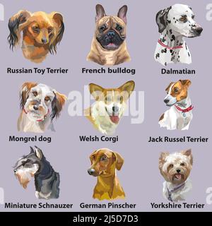 Set von bunten realistischen Vektor-Porträts von Hunden Rassen. Vektor-isolierte Illustration. Französische Bulldogge, Corgi, Schnauzer, Yorkshire Terrier. Für pri Stock Vektor