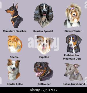 Set von bunten realistischen Vektor-Porträts von Hunden Rassen. Vektor-isolierte Illustration. Border Collie, Spaniel, Pinscher, Whippet, Rottweiler. Für Pr Stock Vektor
