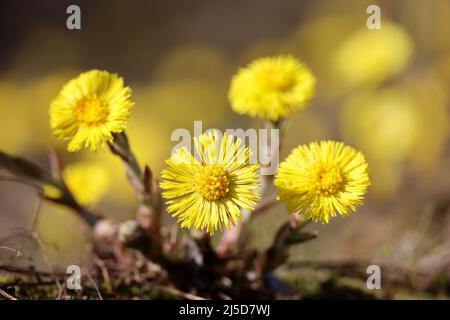 Coltsfoot blüht im Frühlingswald. Blühende Mutter und Stiefmutter im april Stockfoto