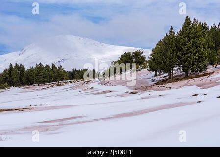 Verschneite Kiefernwälder im oberen Teil der Sierra Nevada, mit dem Gipfel des Mulhacen im Hintergrund. Stockfoto