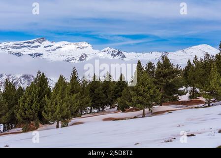 Verschneite Kiefernwälder im oberen Bereich der Sierra Nevada, mit dem Gipfel des Veleta im Hintergrund. Granada. Stockfoto