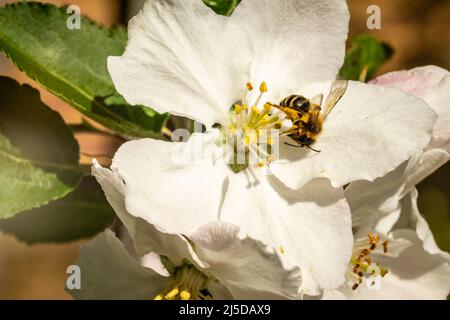 Honigbiene bestäubt Apfelblüte Stockfoto