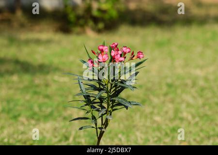 Cascabela thevetia blüht auch als Kaner Blume bekannt. Dunkelrosa Farbe Nerium Oleander Blumen buntes Laub auf grünem Hintergrund Stockfoto