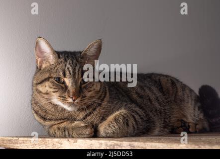Europäische Kurzhaarkatze. Porträt einer einheimischen gestreiften braunen Katze. Schnauze mit Schnurrbart. Tier zu Hause. Stockfoto