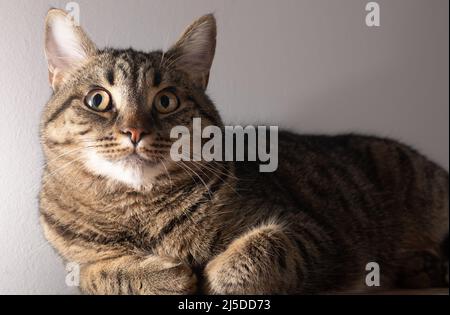 Europäische Kurzhaarkatze. Porträt einer einheimischen gestreiften braunen Katze. Schnauze mit Schnurrbart. Tier zu Hause. Stockfoto