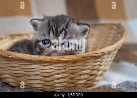 Ein Kätzchen einer exotischen Kurzhaarrasse sitzt in einem Korbkorb auf einem dunklen Hintergrund aus der Nähe. Stockfoto