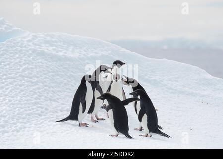 Adelie Pinguine kämpfen auf Eis in der Antarktis Stockfoto