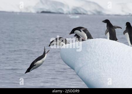 Adelie-Pinguine springen aus Eisberg in Antarcdtica Stockfoto