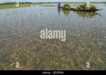 Sunamganj, Bangladesch. 21. April 2022. Ein Landwirt trägt Reisig auf einem Boot, nachdem er auf einem überfluteten Feld in einem haor in Sunamganj, Bangladesch, geerntet hat. Wochen nach dem ersten Schlag der frühen Sturzflut begann eine weitere Überschwemmung, die die Ernte in A haor in Sunamganj überschwemmt. Diese Flut wird durch sintflutartige Regenfälle in den nordöstlichen Bezirken des Landes und im indischen Meghalaya ausgelöst. Alle Flüsse und Kanäle im haor-Gebiet fließen in der Nähe des Gefahrenniveaus. (Foto von MD Manik/SOPA Images/Sipa USA) Quelle: SIPA USA/Alamy Live News Stockfoto