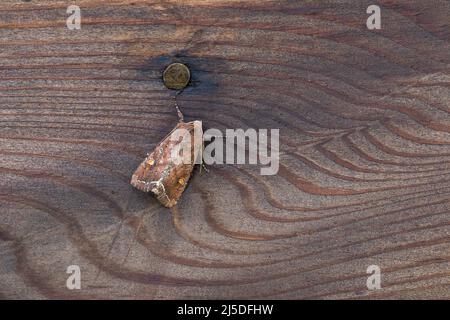 Bright Line – Brauner Augenlappentaucher; Lacanobia oleracea; Großbritannien Stockfoto