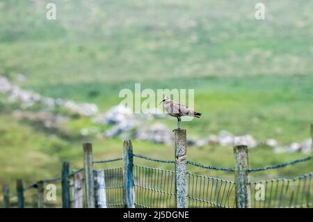 Ein Whimbrel, Numenius phaeopus, steht auf einem Fencepost. Auf der Insel Fetlar, Shetland. Stockfoto